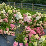 Hortenzia metlinatá (Hydrangea paniculata) ´VANILLE FRAISE´® - výška 20-30 cm, kont. C2L